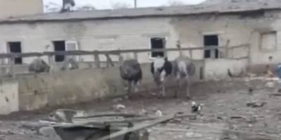 Ракетний удар по передмістю Запоріжжя: пошкоджена страусина ферма та знищено цех