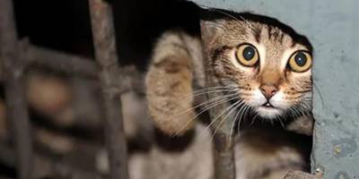 На Запоріжжі за фактом жорстокого поводження з тваринами слідчі проводять досудове розслідування