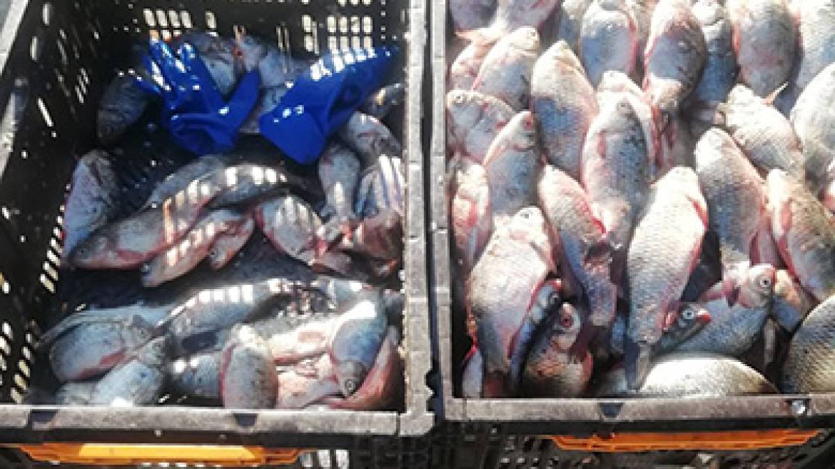 Браконьєри-риболови за чотрири доби нанесли збитків понад 45 тис. грн