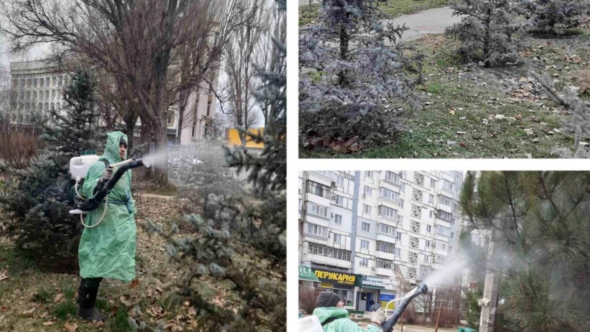 У Запоріжжі сосни та ялинки обробляють спеціальним розчином