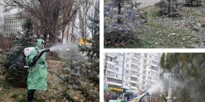 У Запоріжжі сосни та ялинки обробляють спеціальним розчином