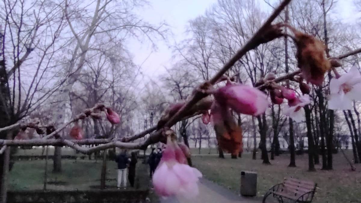 Аномально тепла зима “розбудила” сакури в Києві (фото)