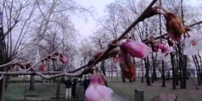 Аномально тепла зима “розбудила” сакури в Києві (фото)