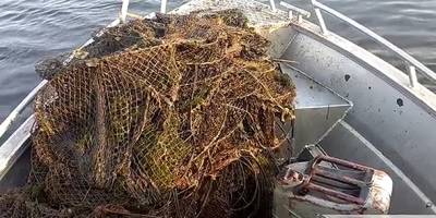 На Запоріжжі з водойми вилучено раколовку з якої до природнього середовища існування випущені 52 річкових раків