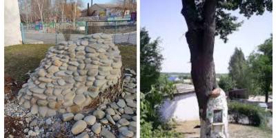 В Мелитопольском районе оккупанты уничтожили самый старый дуб в Запорожской области