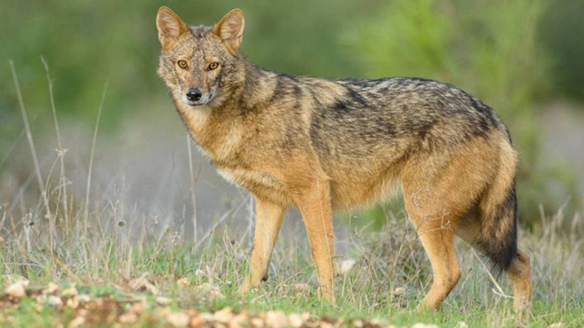 Бердянську косу атакують шакали, і це не росіяни