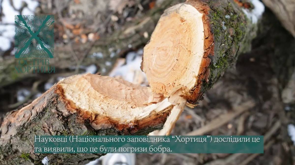 На острове Хортица обнаружили следы деятельности бобров