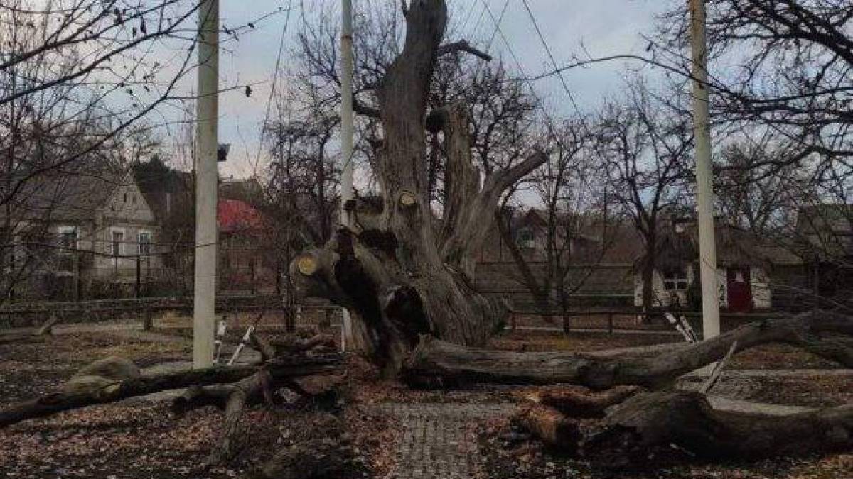Легендарный Запорожский дуб уцелел и будет жить, фото