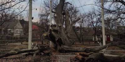 Легендарный Запорожский дуб уцелел и будет жить, фото