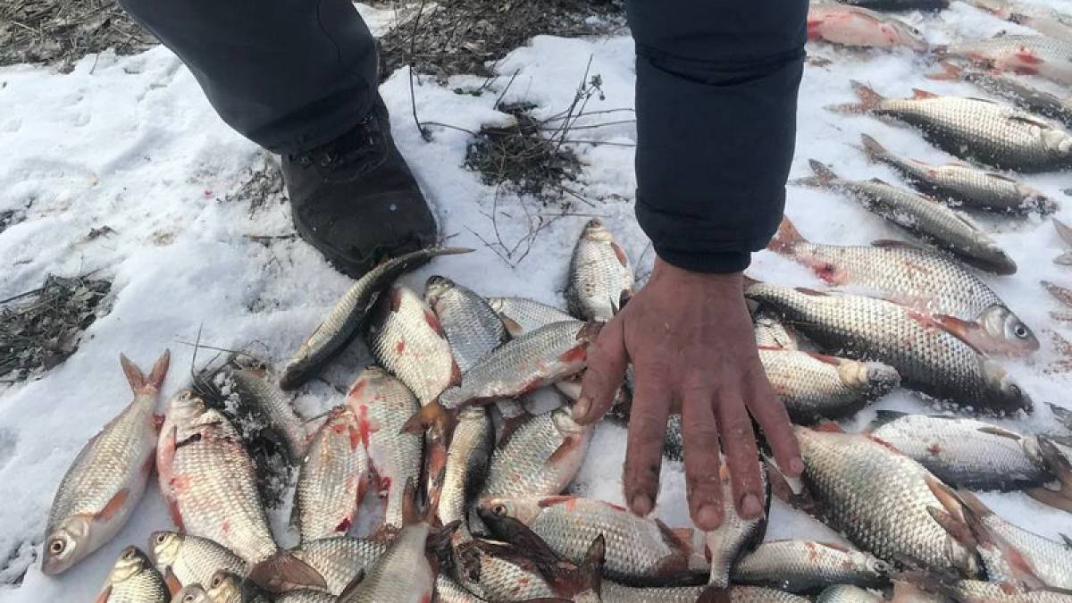 На Арковому мосту Запоріжжя браконьєри нанесли збитків рибному господарству понад 350 тис. грн