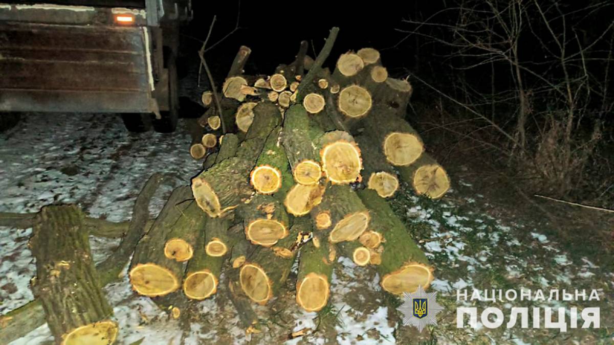 Запорізькі поліцейські  припинили незаконну порубку дерев (фото)