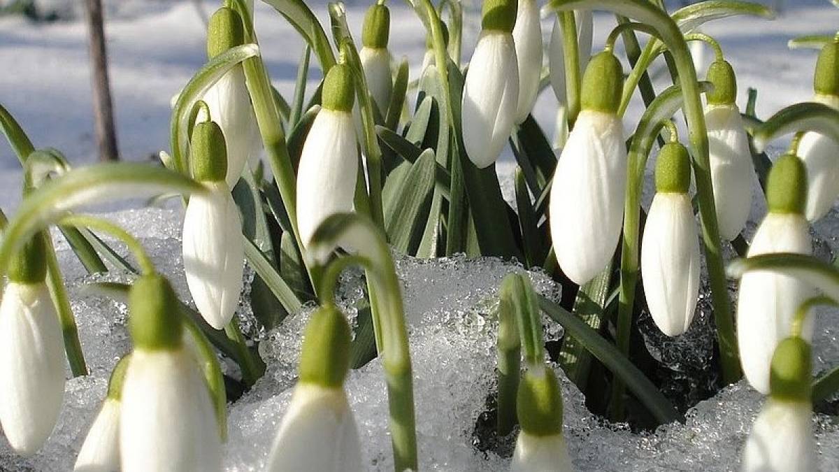 Запоріжців штрафуватимуть за продаж первоцвітів