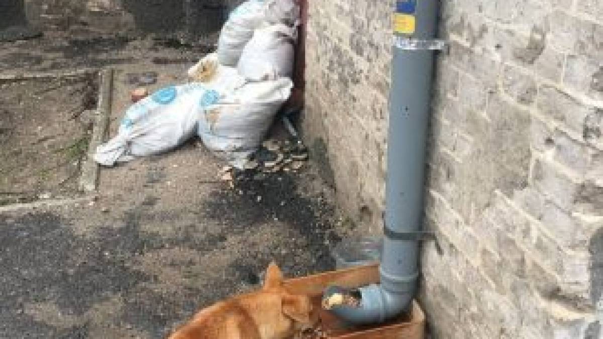 У прифронтовому Оріхові волонтери годують безпритульних тварин