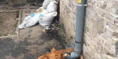 У прифронтовому Оріхові волонтери годують безпритульних тварин