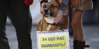 Вбивці тварин лишаються на волі