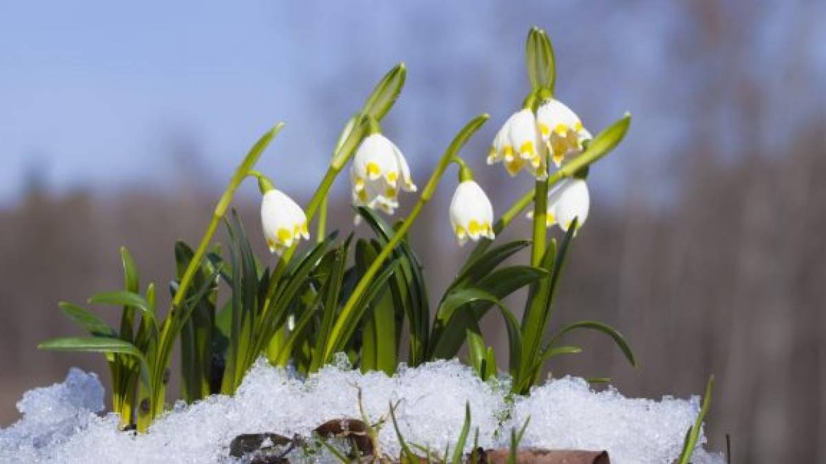Якою буде весна 2023 в Україні – загальний прогноз