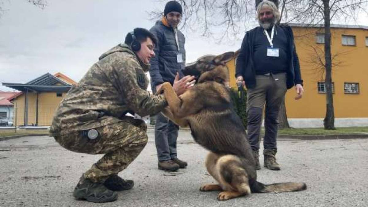 Єврокомісія передала Україні дев’ять собак-саперів