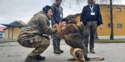 Єврокомісія передала Україні дев’ять собак-саперів