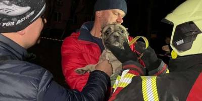 У Запоріжжі під час ліквідації наслідків ракетного удару по будинку врятували… бульдога (фото)