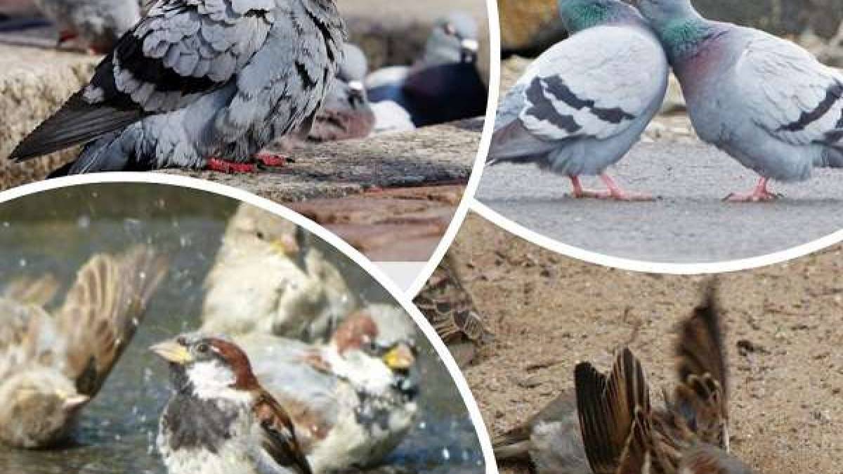 Народне свято 7 березня: традиції, звичаї, прикмети дня