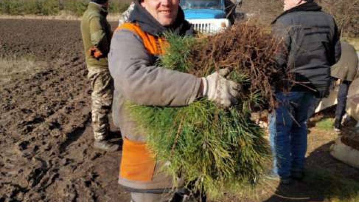 На Запоріжжі лісівники евакуювали з-під обстрілів 30 тисяч …саджанців