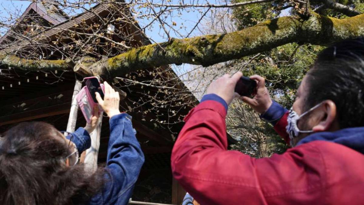 У Японії рекордно рано розквітла сакура