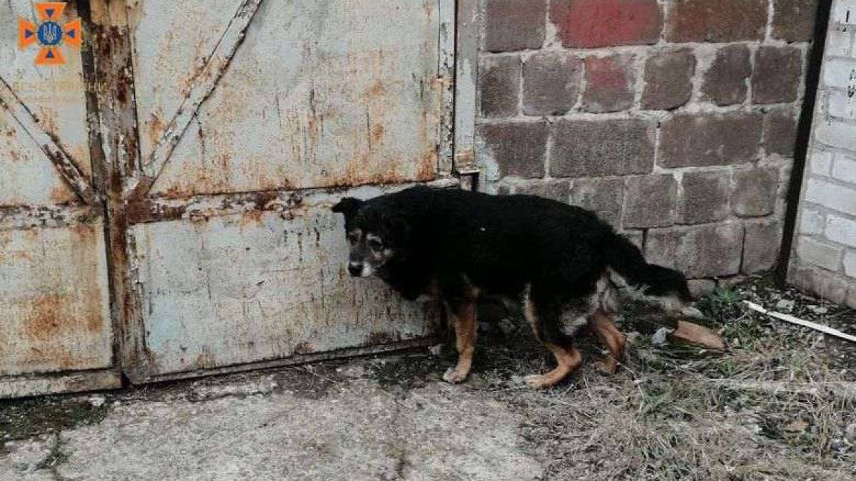 У Запоріжжі співробітники ДСНС врятували пса 🐶