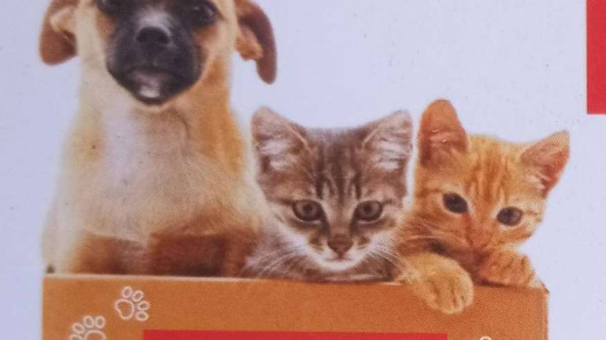 В Запорожье будут бесплатно стерилизовать животных: куда обращаться
