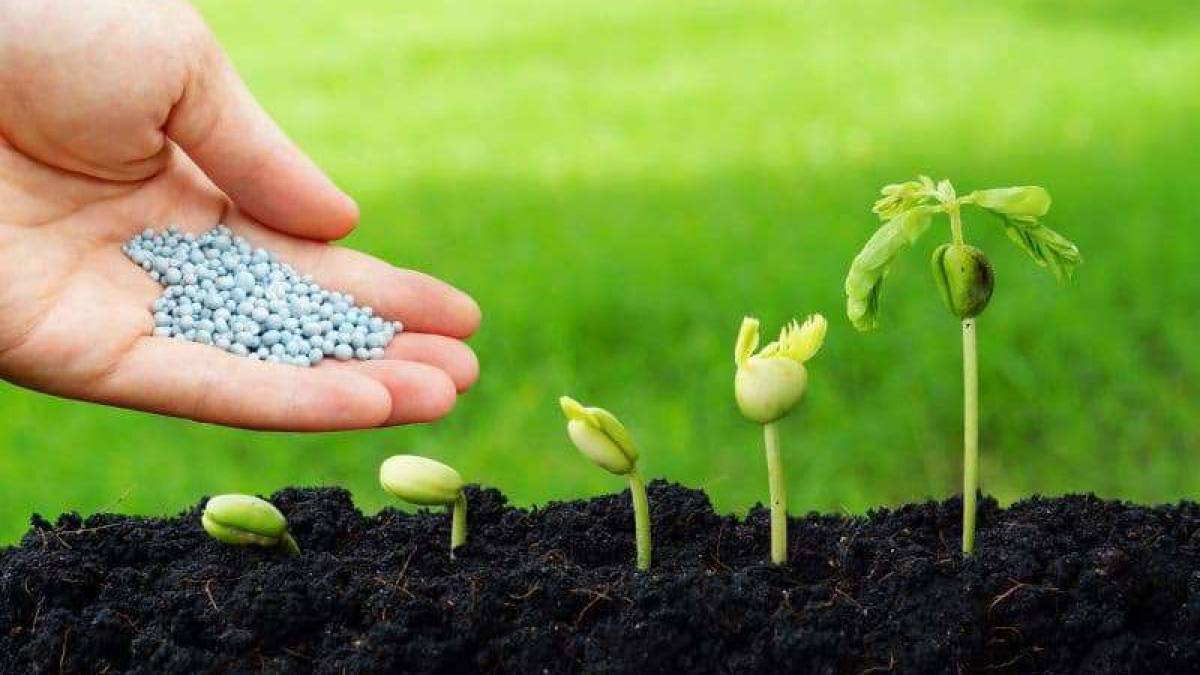 Рекомендації щодо захисту озимих зернових культур на Запоріжжі