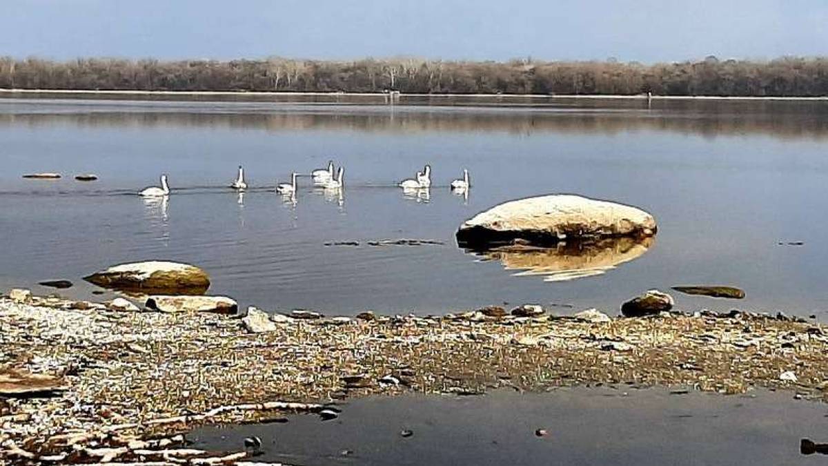 У Запорізькому районі на Дніпрі помічені лебеді (фото)