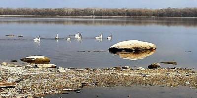 У Запорізькому районі на Дніпрі помічені лебеді (фото)