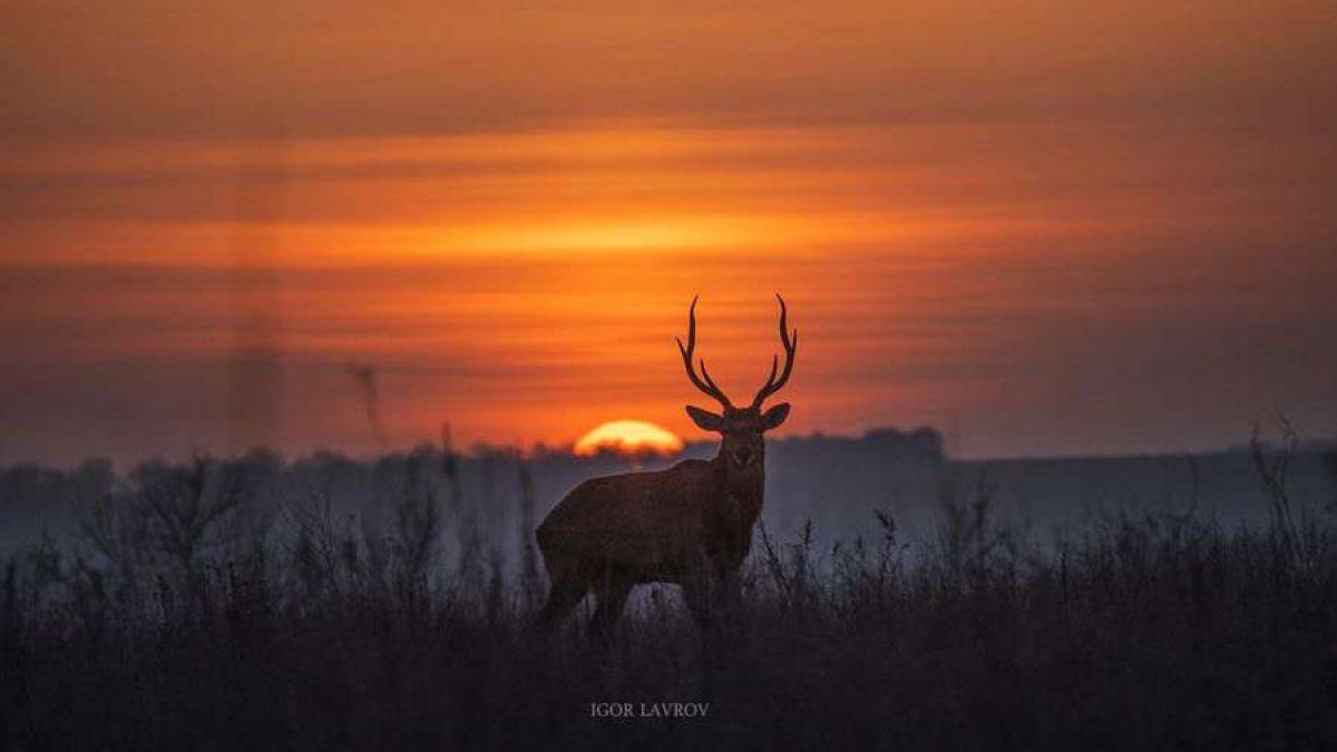 Запорізький фотохудожник показав красенів-оленів на заході сонця, фото