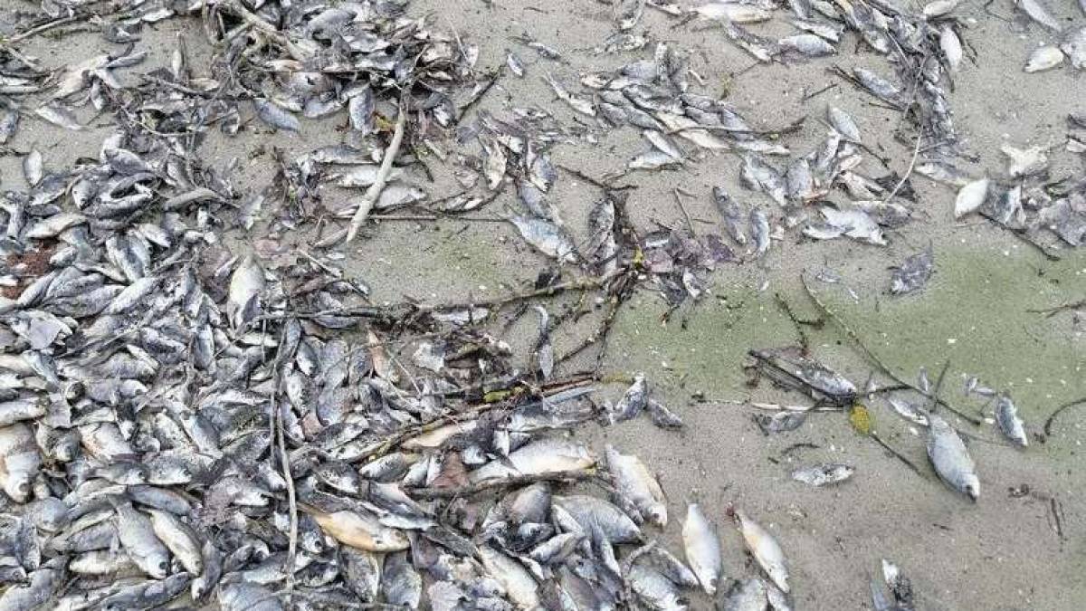 Під Запоріжжям — екологічна трагедія: через зниження рівня води задихнулася риба (фото)