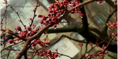 У Запоріжжі – зацвітаючий шоколадом березень (фото)