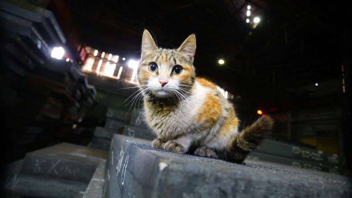 Котики «Запоріжсталі» теж працюють, хоча в них лапки 😺 (фото)
