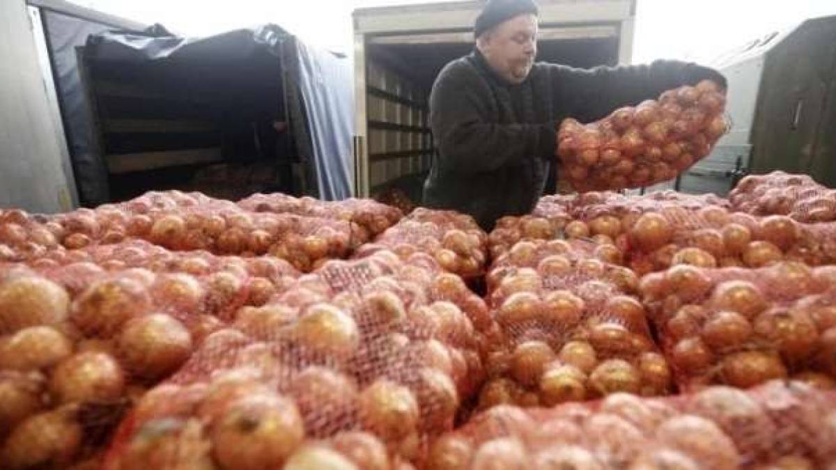 В Україні почалася хвиля зниження цін на цибулю