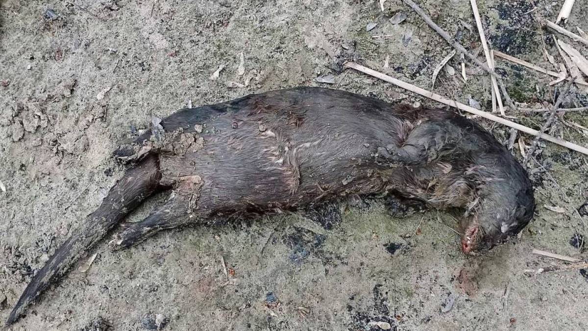 У Запоріжжі на Хортиці браконьєри вбили рідкісних тварин, фото