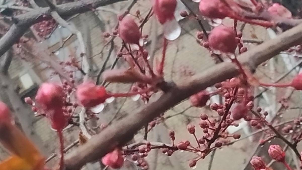 Шоколадна гілочка дощу: у Запоріжжі зацвітає чорна алича