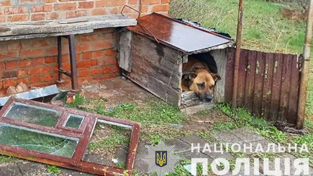 На Запоріжжі біля розстріляного рашистами будинку поліцейські побачили дуже переляканого пса (фото)
