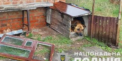На Запоріжжі біля розстріляного рашистами будинку поліцейські побачили дуже переляканого пса (фото)