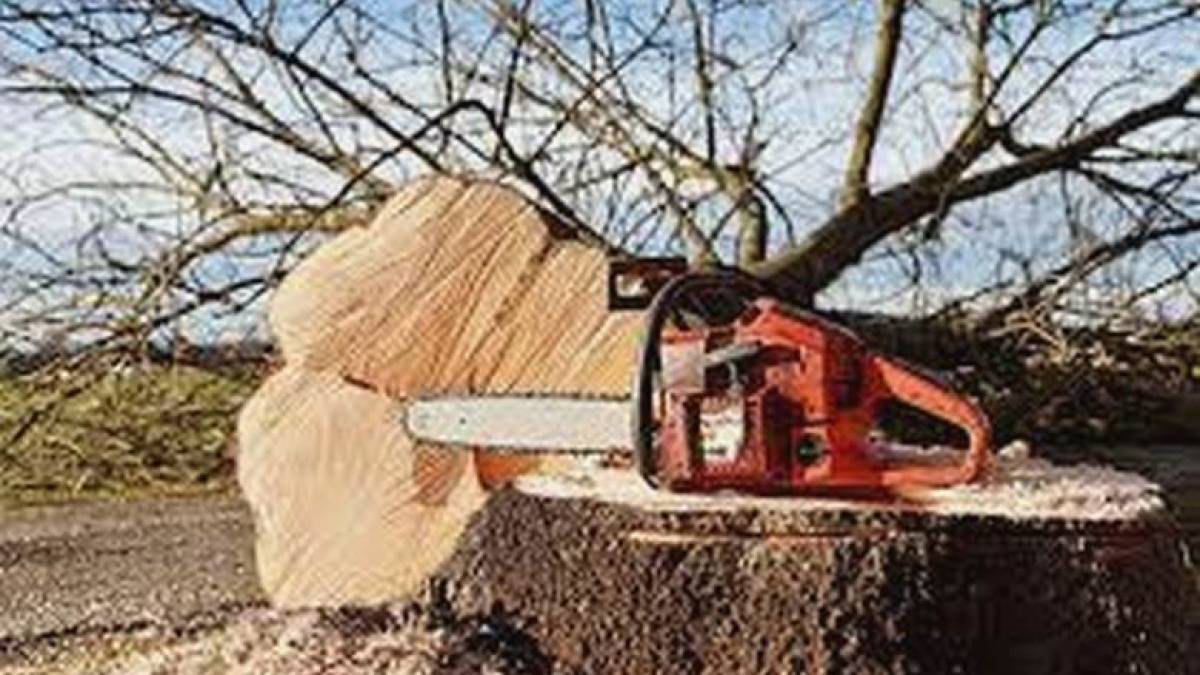 На Запоріжжі окупанти варварськи вирубують лісові насадження
