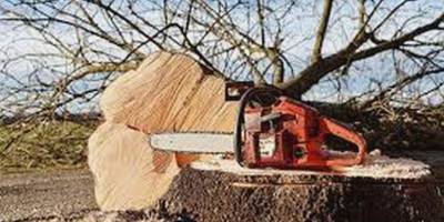 На Запоріжжі окупанти варварськи вирубують лісові насадження