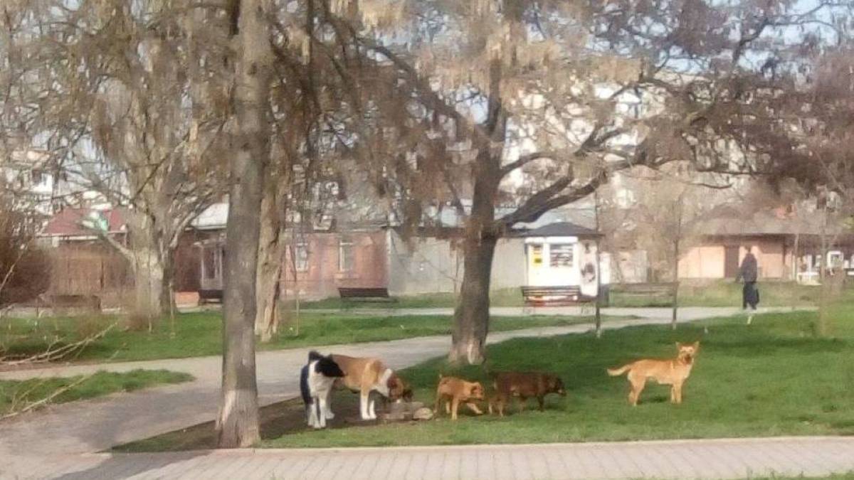 В окупованому Бердянську значно збільшилася кількість бродячих собак