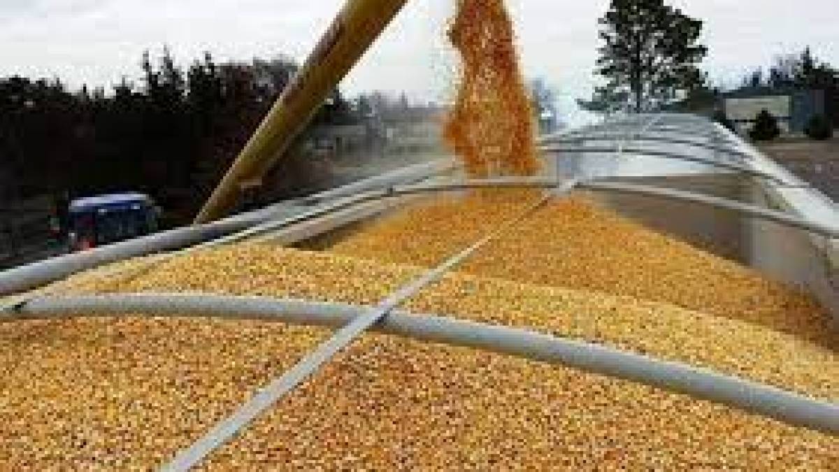 Україна експортувала майже 39 млн тонн зерна в поточному маркетинговому році