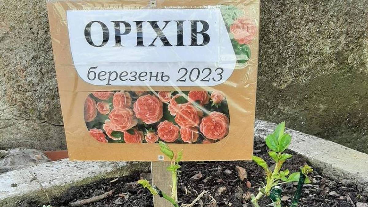 На честь незламного запорізького міста Оріхова на Закарпатті висадили троянди