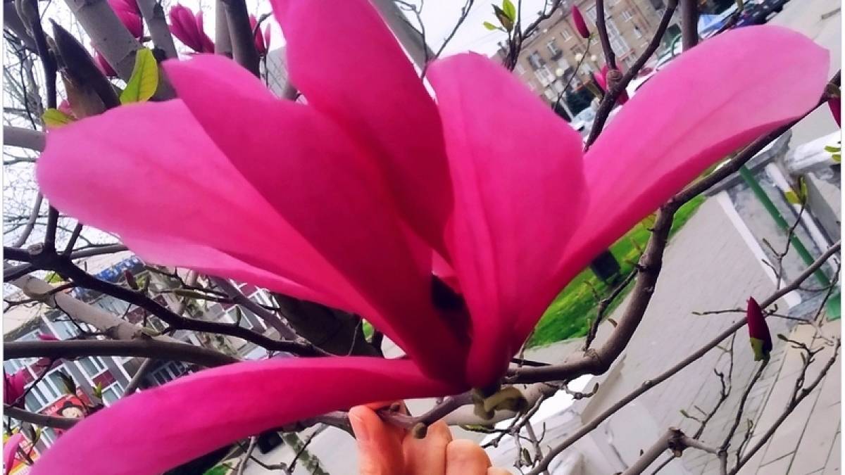 У Запоріжжі – передвеликодня магнолієва субота (фото)
