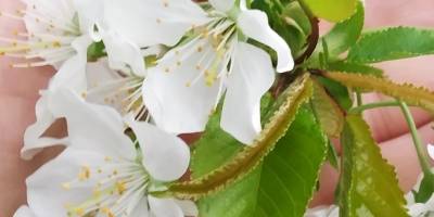 Як у Запоріжжі виглядає жменя майбутньої черешні (фото)