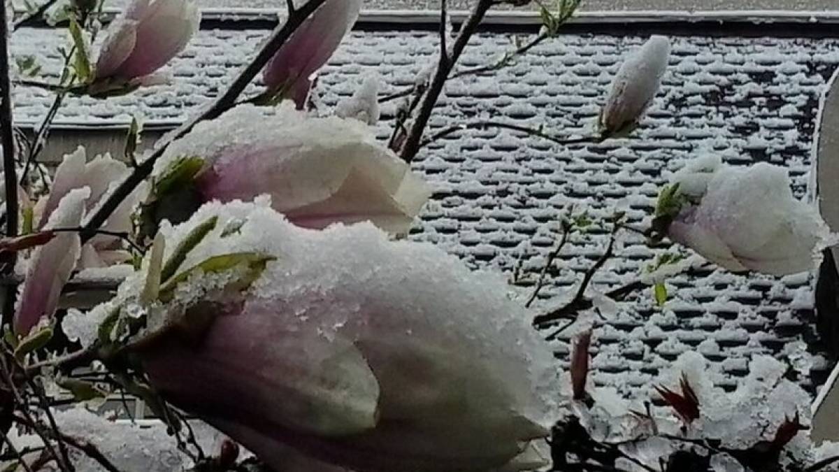 У Запоріжжі випав сніг на квітучу магнолію (фотоспогад)