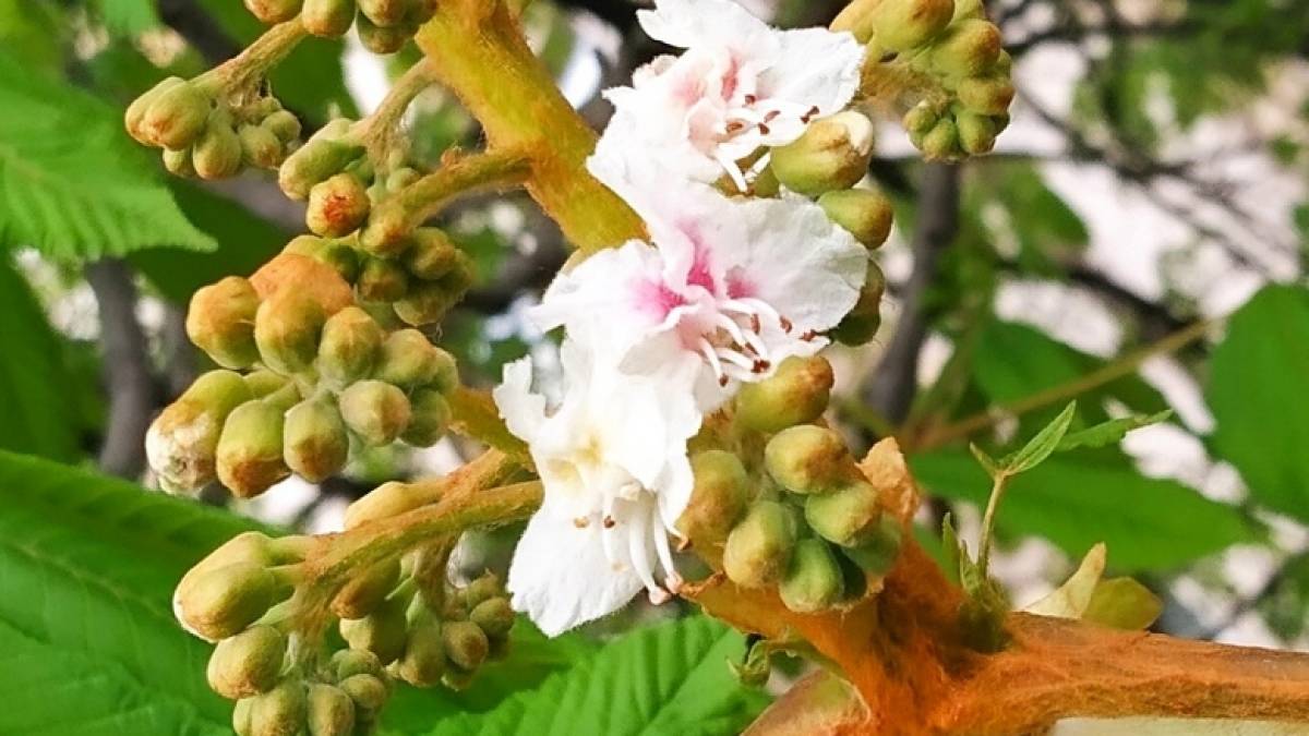 У Запоріжжі зацвітають перші каштани (фото)