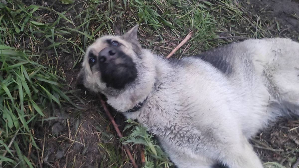 У Запоріжжі розстріляли домашне цуценя, що загубилося: подробиці